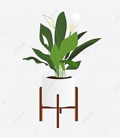 flowers/OIP.jpg
