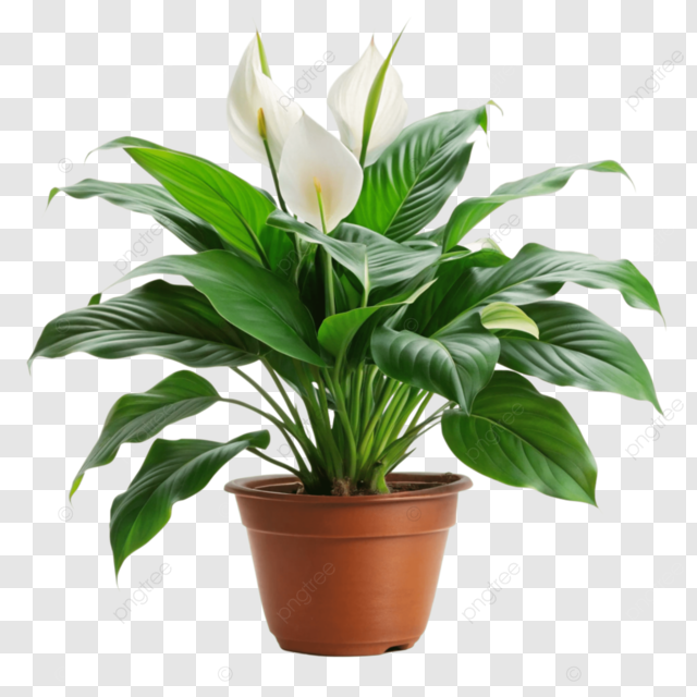 pngtree-a-peace-lily-plant-png-image_14144988